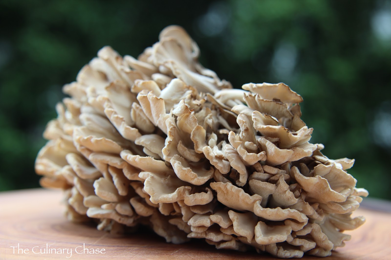 Maitake